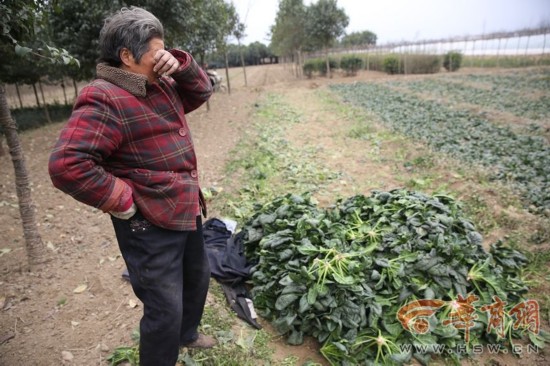 周至菠菜售价下跌 100公斤菠菜才卖26元菜农哭了