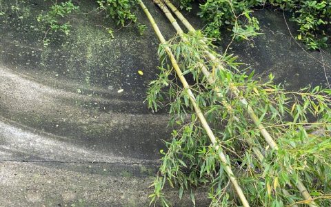 风中摇曳的竹子雨刷器，我觉得像浮世绘的浪。 ​​​​