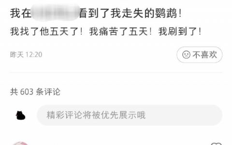 养了一只白眼狼鹦鹉 在别人家真的很开心