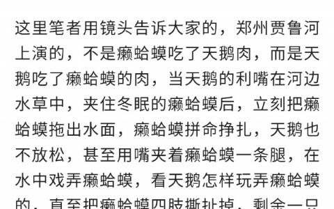 我刚刚去百度了一下...他说天鹅会吃癞蛤蟆肉的，但是...