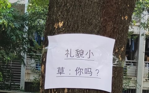 小草的发疯文学