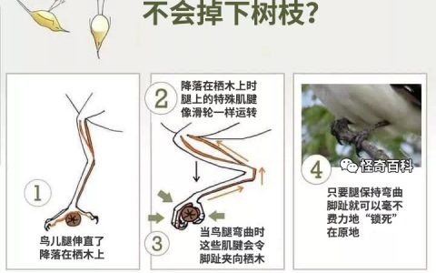 鸟儿在树枝上睡觉时，为什么不会掉下来？