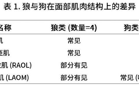 为什么有时会感觉狗狗的眼神楚楚可怜？