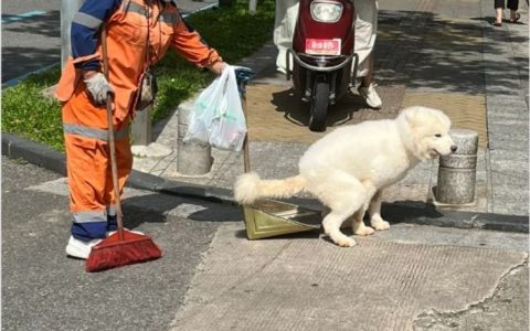 这狗子有点礼貌但是不多