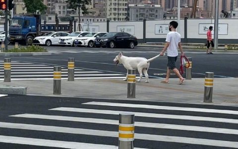 第一次见这样遛狗的