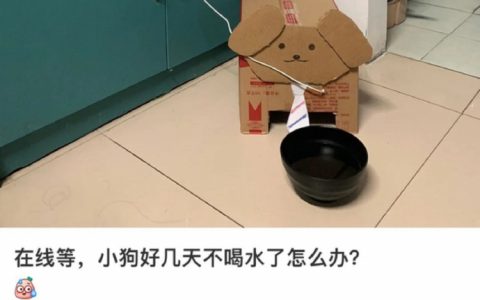 当代大学生宿舍集体养狗，我开始担心他们的精神状态了