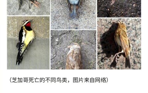 近1000只鸟集体撞向一栋大楼后死亡